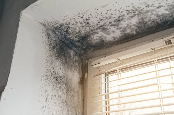 Affordable Commercial Mold Remediation solutions in Cliffwood, NJ